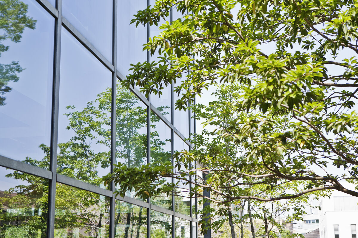 DZ HYP's current sustainability report A glazed wall of an office building from the outside, reflecting the bright green tree standing next to it and other trees in the background